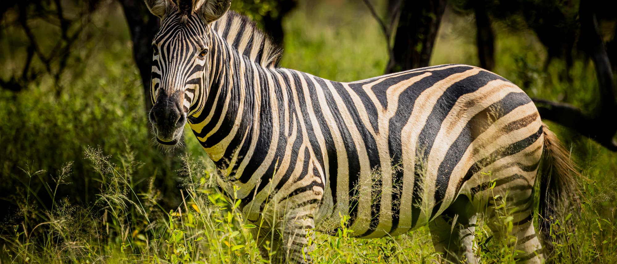 Ein Zebra steht in einer gr&uuml;nen, grasbewachsenen Landschaft. Das Tier ist von B&auml;umen umgeben und blickt in die Kamera. Die schwarz-wei&szlig;en Streifen des Zebras heben sich deutlich von der Umgebung ab.