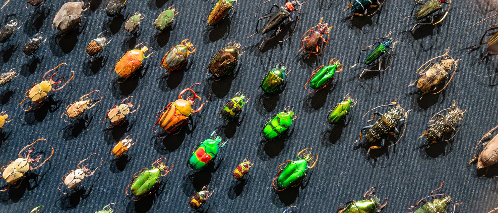 Eine Sammlung von verschiedenen Käfern, die in Reihen auf einer schwarzen Oberfläche angeordnet sind. Die Käfer variieren in Größe und Farbe, darunter leuchtende Grün-, Orange- und Brauntöne. Die Anordnung zeigt die Vielfalt der Käferarten und betont ihre unterschiedlichen Formen und Farben. Eine Sammlung von verschiedenen Käfern, die in Reihen auf einer schwarzen Oberfläche angeordnet sind. Die Käfer variieren in Größe und Farbe, darunter leuchtende Grün-, Orange- und Brauntöne. Die Anordnung zeigt die Vielfalt der Käferarten und betont ihre unterschiedlichen Formen und Farben.
