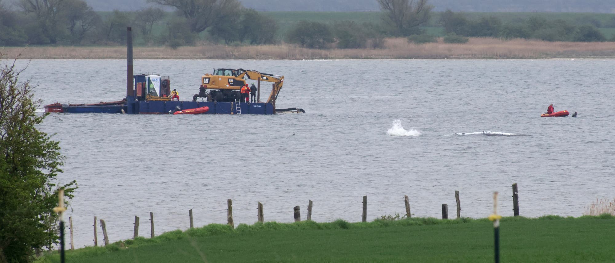 Links im Bild liegt eine Baggerplattform auf einem Gewässer. Auf der Plattform befinden sich mehrere Personen. Rechts im Bild ist ein kleines rotes Schlauchboot mit einer Person zu sehen. Davor erkennt man einen im Wasser liegenden Wal, der sich möglicherweise gerade bewegt, denn es sind auch Spritzer zu sehen. Im Vorder- und Hintergrund erstrecken sich Wiesen und Natur. Links im Bild liegt eine Baggerplattform auf einem Gewässer. Auf der Plattform befinden sich mehrere Personen. Rechts im Bild ist ein kleines rotes Schlauchboot mit einer Person zu sehen. Davor erkennt man einen im Wasser liegenden Wal, der sich möglicherweise gerade bewegt, denn es sind auch Spritzer zu sehen. Im Vorder- und Hintergrund erstrecken sich Wiesen und Natur.