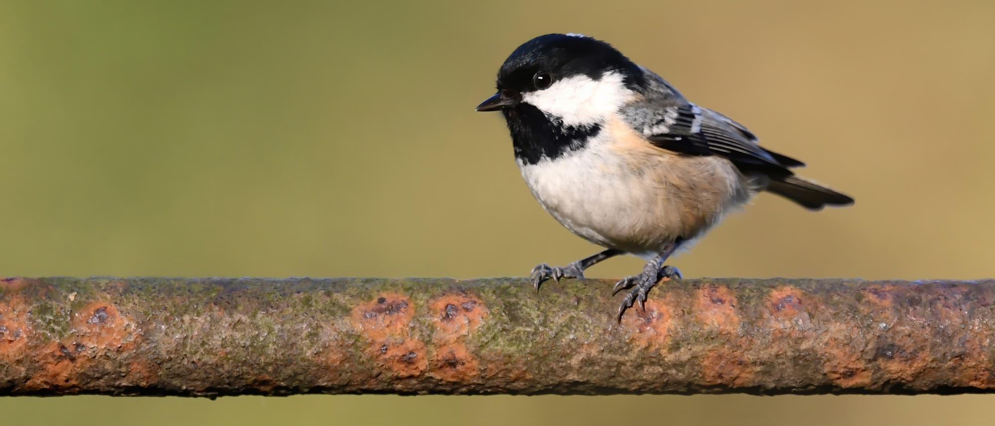 Ein kleiner Vogel mit schwarzem Kopf und weißem Gesicht sitzt auf einem rostigen Metallrohr. Der Hintergrund ist unscharf und grünlich, was den Fokus auf den Vogel lenkt. Der Vogel scheint aufmerksam zu sein und blickt nach links. Ein kleiner Vogel mit schwarzem Kopf und weißem Gesicht sitzt auf einem rostigen Metallrohr. Der Hintergrund ist unscharf und grünlich, was den Fokus auf den Vogel lenkt. Der Vogel scheint aufmerksam zu sein und blickt nach links.