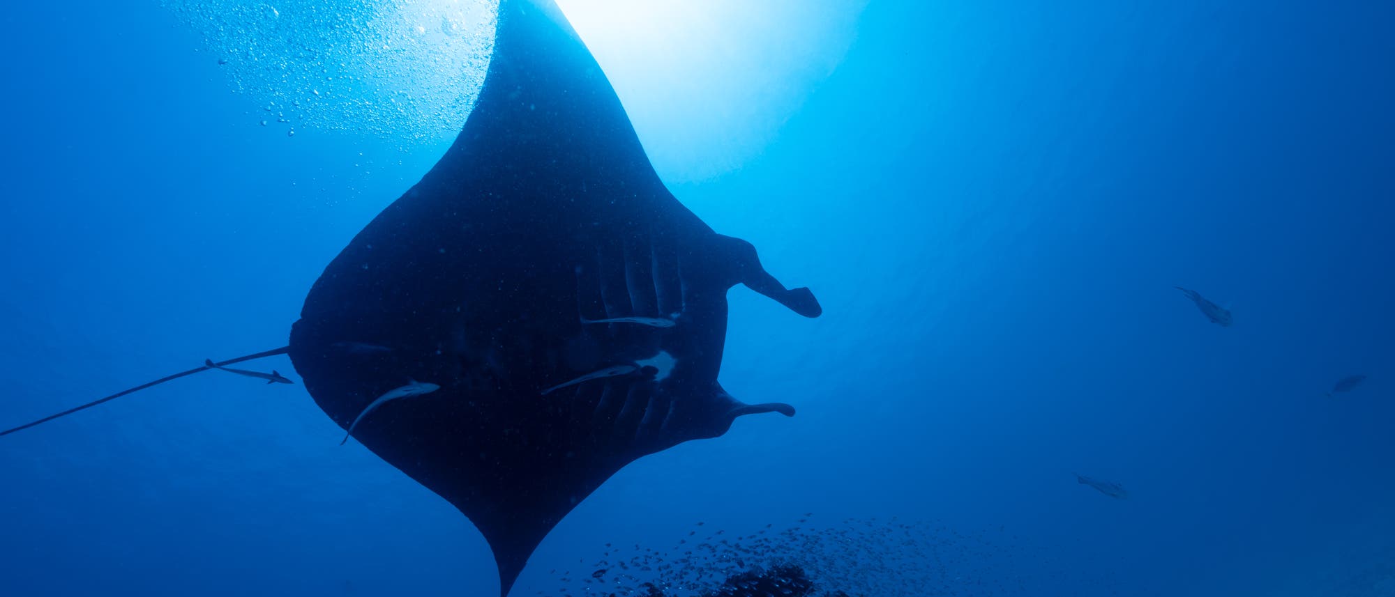 Ein großer Mantarochen schwimmt majestätisch im blauen Ozean, beleuchtet von Sonnenlicht, das durch die Wasseroberfläche dringt. Umgeben von kleinen Fischen und Korallenriffen, bewegt sich der Rochen elegant durch das Wasser. Die Szene vermittelt ein Gefühl von Ruhe und Freiheit in der Unterwasserwelt. Ein großer Mantarochen schwimmt majestätisch im blauen Ozean, beleuchtet von Sonnenlicht, das durch die Wasseroberfläche dringt. Umgeben von kleinen Fischen und Korallenriffen, bewegt sich der Rochen elegant durch das Wasser. Die Szene vermittelt ein Gefühl von Ruhe und Freiheit in der Unterwasserwelt.