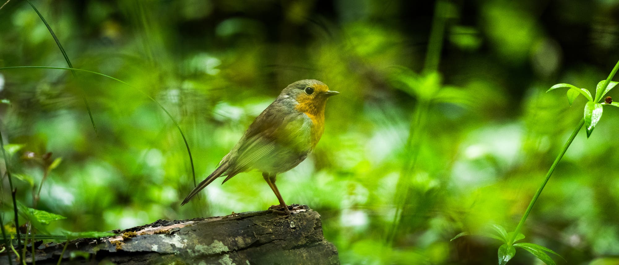 Ein Rotkehlchen sitzt auf einem moosbedeckten Baumstumpf in einem &uuml;ppigen, gr&uuml;nen Wald. Das Bild zeigt das Rotkehlchen in einem nat&uuml;rlichen Lebensraum, umgeben von verschiedenen Pflanzen und Gr&auml;sern. Die Szene vermittelt ein Gef&uuml;hl von Ruhe und Naturverbundenheit.