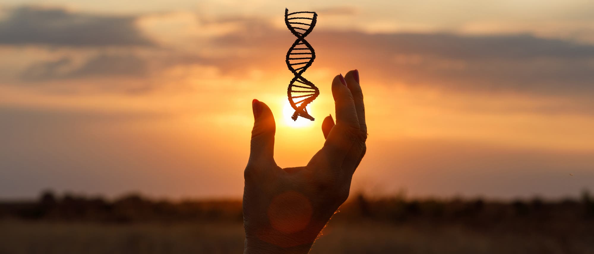 Eine Hand greift nach einem Modell einer DNA-Doppelhelix vor einem Sonnenuntergang. Der Himmel ist in warmen Orange- und Gelbt&ouml;nen gef&auml;rbt, w&auml;hrend die Landschaft im Hintergrund dunkel erscheint.