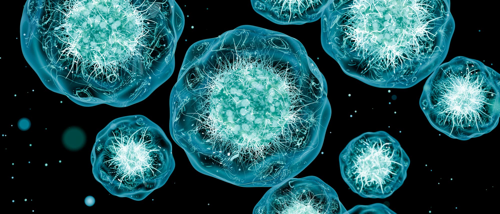 Fluoreszenzmikroskopisches Bild von mehreren Zellen, die in leuchtendem Blau dargestellt sind. Jede Zelle zeigt ein komplexes Netzwerk von fadenförmigen Strukturen im Inneren, umgeben von einer klaren Zellmembran. Der Hintergrund ist dunkel, was den Kontrast zu den hellen Zellen verstärkt. Dieses Bild veranschaulicht die zelluläre Struktur und Anordnung unter fluoreszierendem Licht. Fluoreszenzmikroskopisches Bild von mehreren Zellen, die in leuchtendem Blau dargestellt sind. Jede Zelle zeigt ein komplexes Netzwerk von fadenförmigen Strukturen im Inneren, umgeben von einer klaren Zellmembran. Der Hintergrund ist dunkel, was den Kontrast zu den hellen Zellen verstärkt. Dieses Bild veranschaulicht die zelluläre Struktur und Anordnung unter fluoreszierendem Licht.