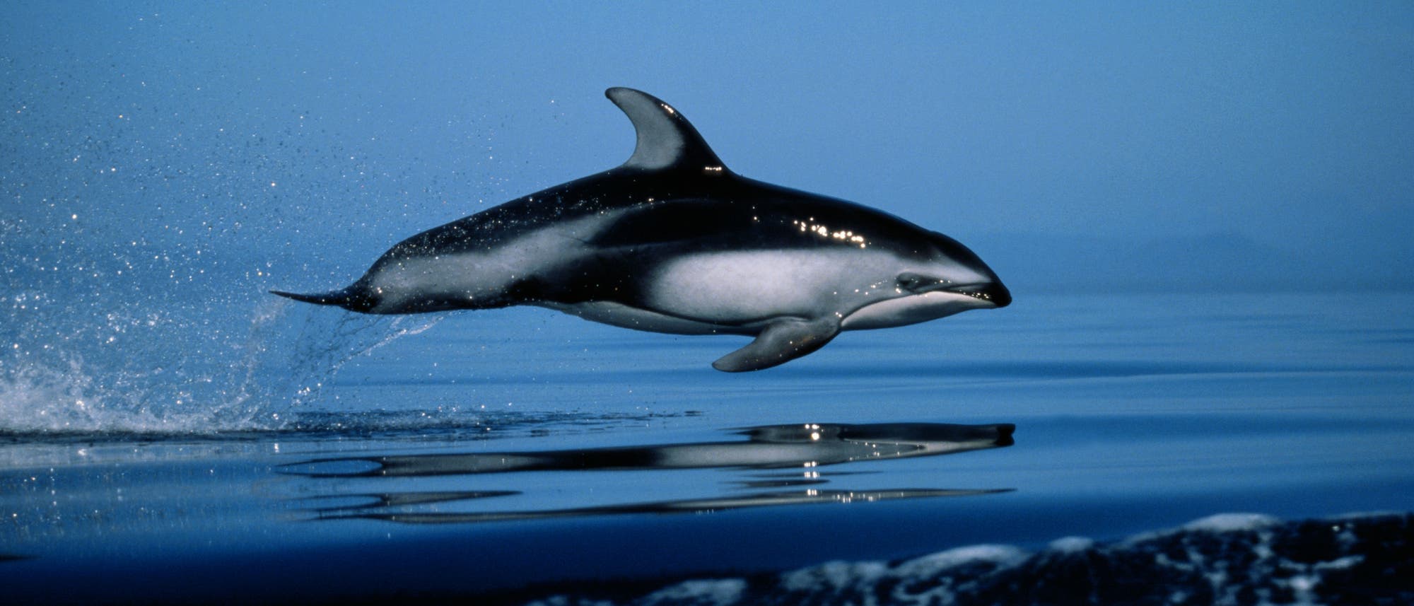 Ein Delfin springt aus dem Wasser in einer ruhigen Meereslandschaft. Der Himmel ist klar und blau, und das Wasser spiegelt die Umgebung wider. Der Delfin ist in voller Bewegung, wobei Wasser spritzt, während er elegant durch die Luft gleitet. Ein Delfin springt aus dem Wasser in einer ruhigen Meereslandschaft. Der Himmel ist klar und blau, und das Wasser spiegelt die Umgebung wider. Der Delfin ist in voller Bewegung, wobei Wasser spritzt, während er elegant durch die Luft gleitet.