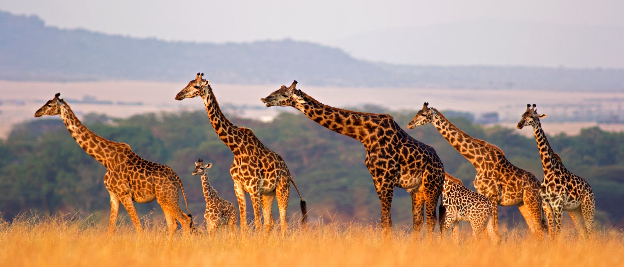 Eine Gruppe Giraffen mit Jungtieren steht in der Savanne. Im Hintergrund wachsen Bäume, noch weiter im Hintergrund ragen Berge auf. Das Gras ist gelb. Die Giraffen blicken nach links. Ein erwachsenes Tier hat den Kopf etwas gesenkt und streckt den Hals nach vorne.