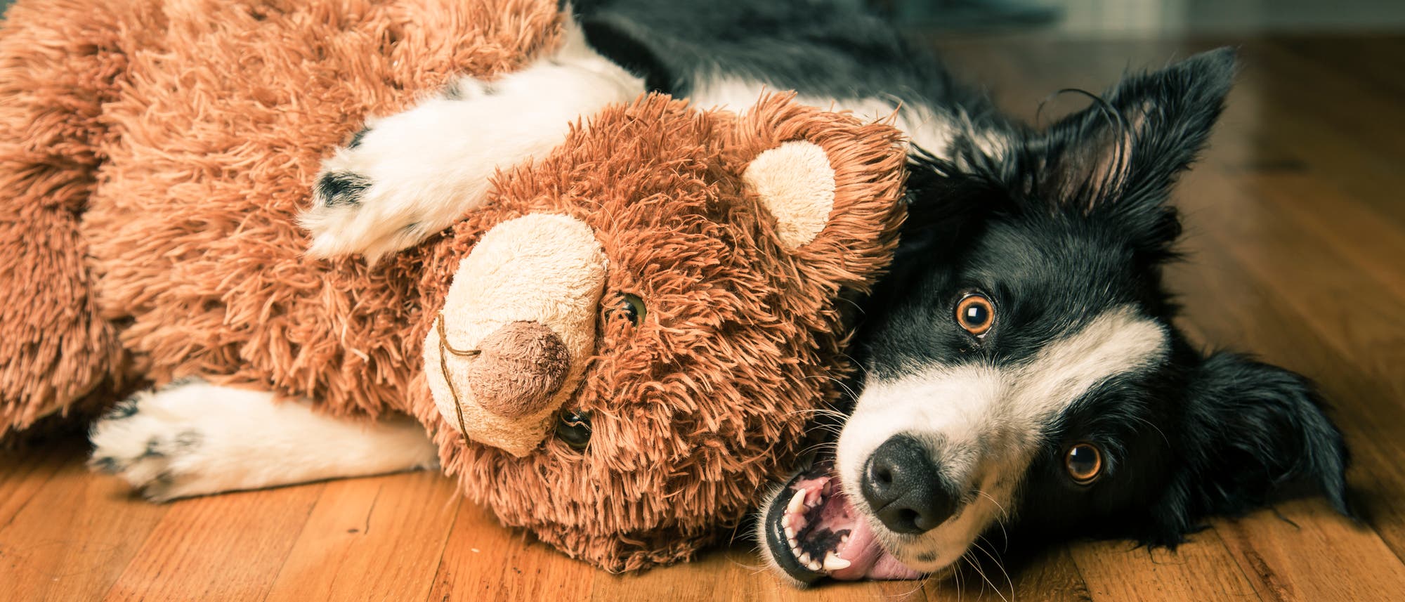 Ein Border Collie knuddelt einen Stoffbären