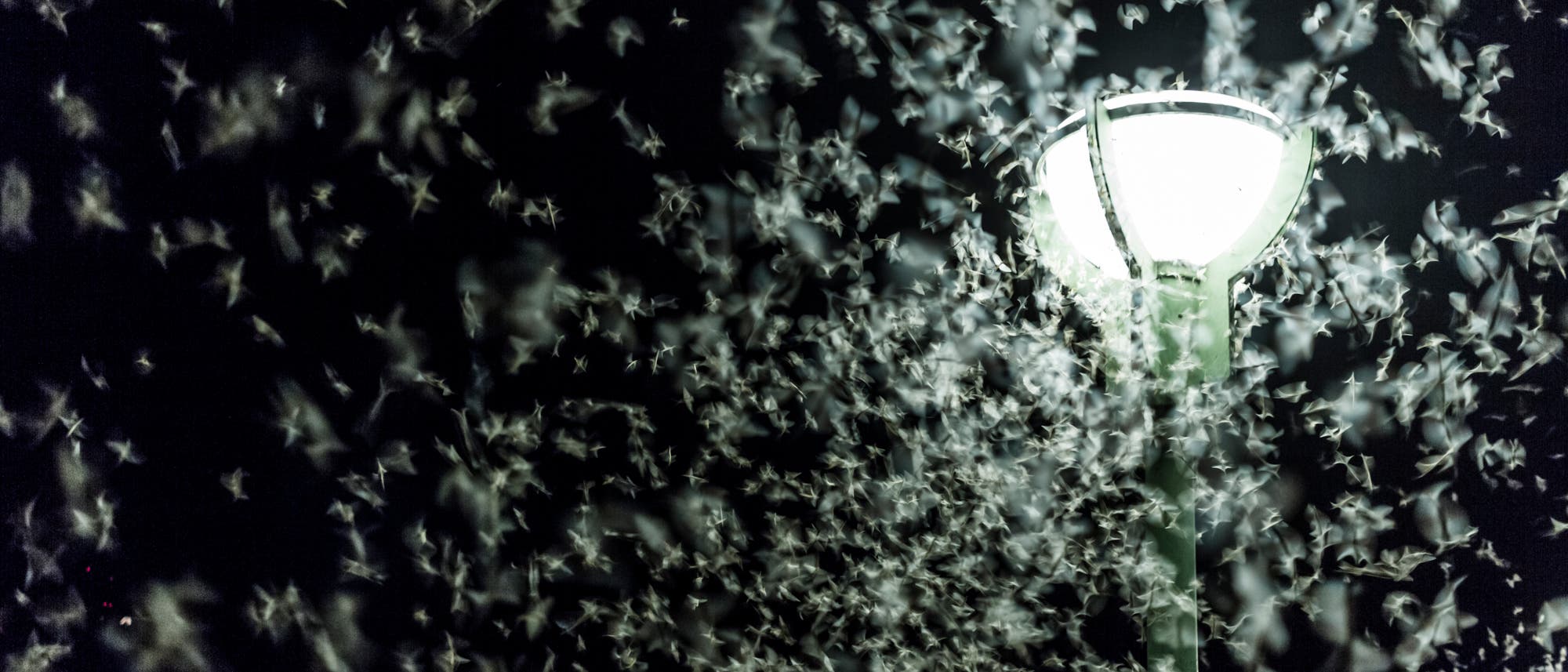 Eine große Anzahl von Insekten schwirrt um eine helle Straßenlaterne in der Nacht. Die Laterne beleuchtet die Szene, während die Insekten in der Dunkelheit sichtbar sind. Eine große Anzahl von Insekten schwirrt um eine helle Straßenlaterne in der Nacht. Die Laterne beleuchtet die Szene, während die Insekten in der Dunkelheit sichtbar sind.