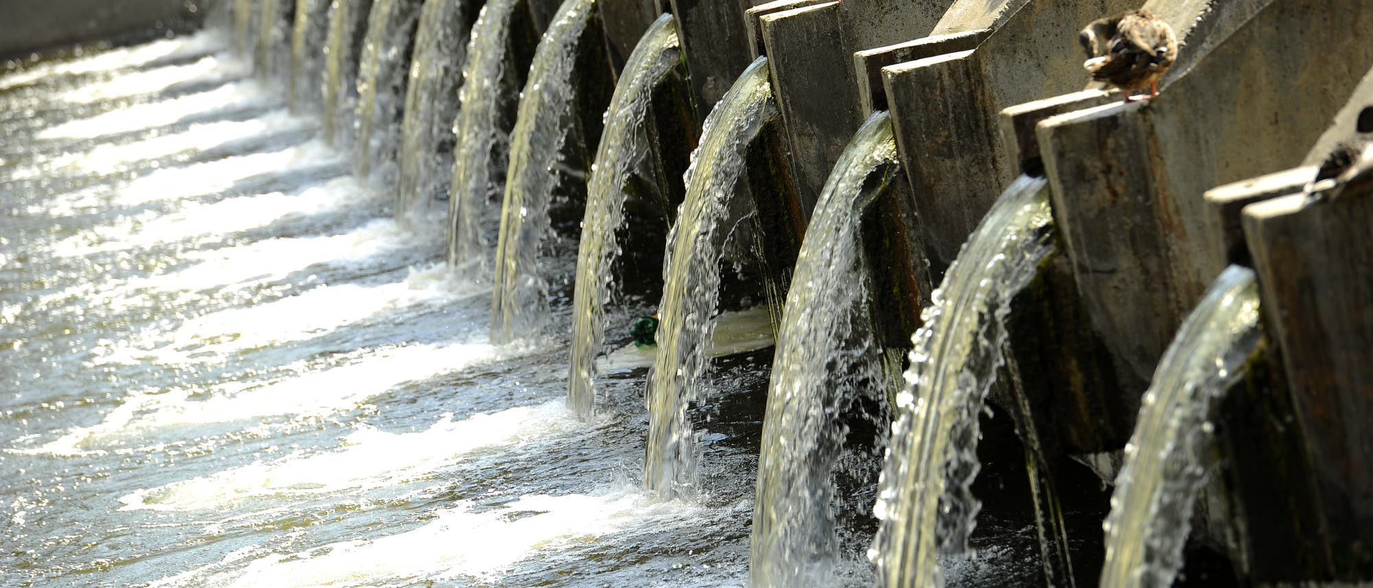 Eine Reihe von Enten sitzt auf den Betonbarrieren eines Wehrs, während Wasser in gleichmäßigen Strömen über die Kanten fließt. Die Szene zeigt die Dynamik des Wassers und die Ruhe der Enten, die auf den Barrieren ruhen. Die Struktur des Wehrs und die Bewegung des Wassers sind zentrale Elemente des Bildes.