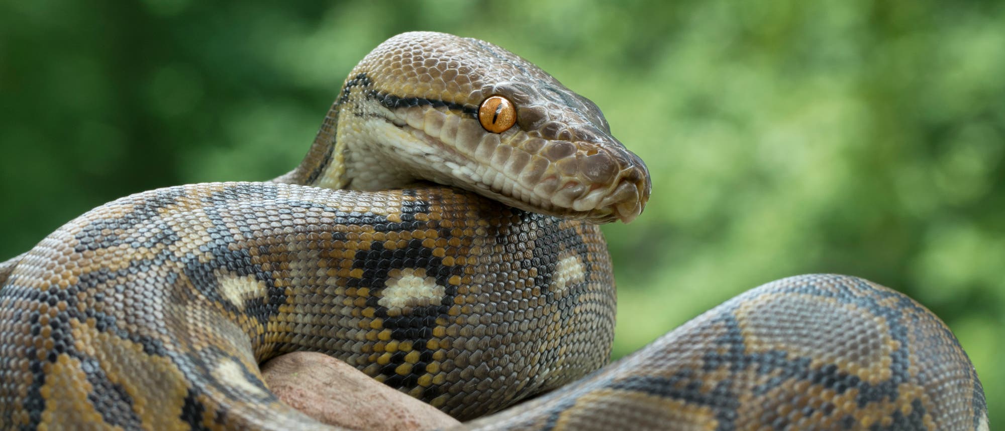 Ein großer Python mit gemusterten Schuppen ist in Nahaufnahme zu sehen, während er sich um einen Ast windet. Der Hintergrund ist unscharf und zeigt grüne Vegetation. Die Schlange hat ein markantes, bernsteinfarbenes Auge und eine ruhige Haltung. Ein großer Python mit gemusterten Schuppen ist in Nahaufnahme zu sehen, während er sich um einen Ast windet. Der Hintergrund ist unscharf und zeigt grüne Vegetation. Die Schlange hat ein markantes, bernsteinfarbenes Auge und eine ruhige Haltung.