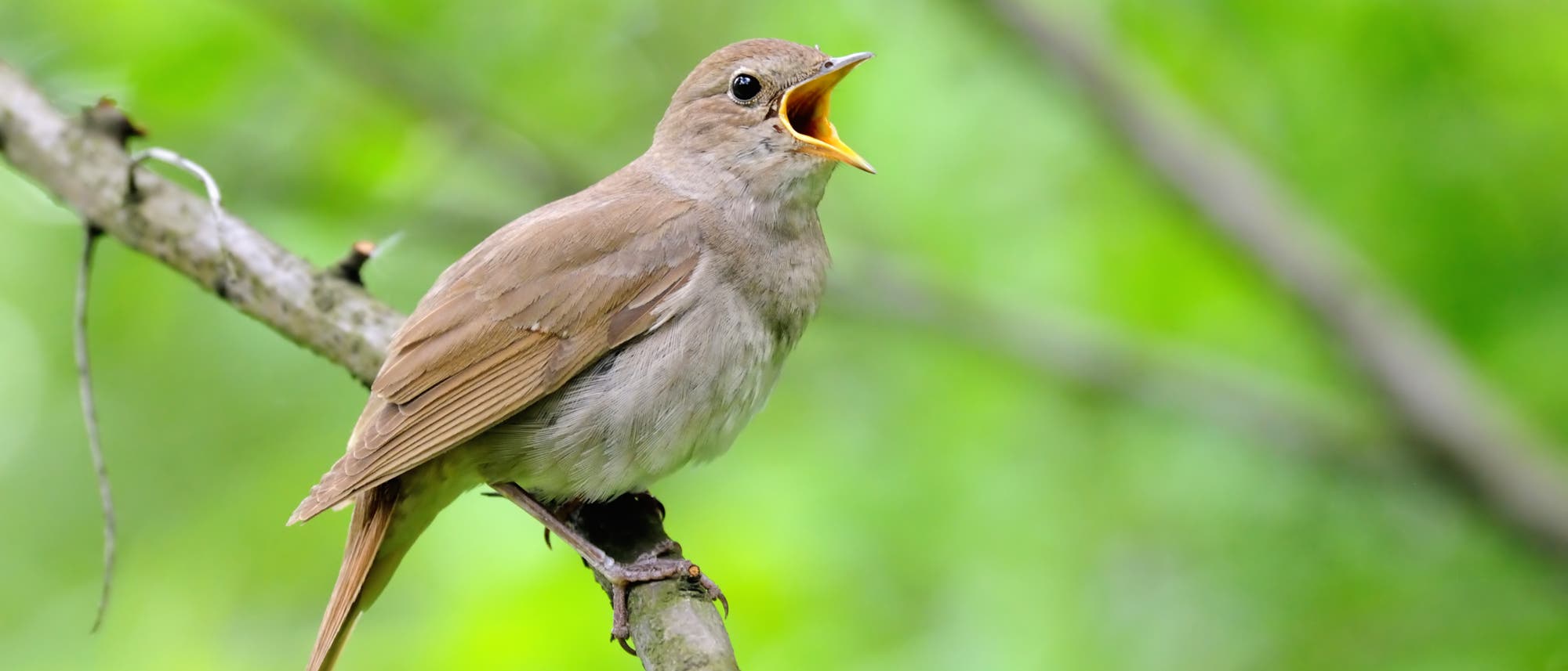 Ein kleiner Vogel sitzt auf einem Ast in einem gr&uuml;nen, verschwommenen Hintergrund. Der Vogel hat braunes Gefieder und h&auml;lt den Schnabel offen, als ob er singt. Die Szene vermittelt einen Eindruck von Natur und Lebendigkeit.