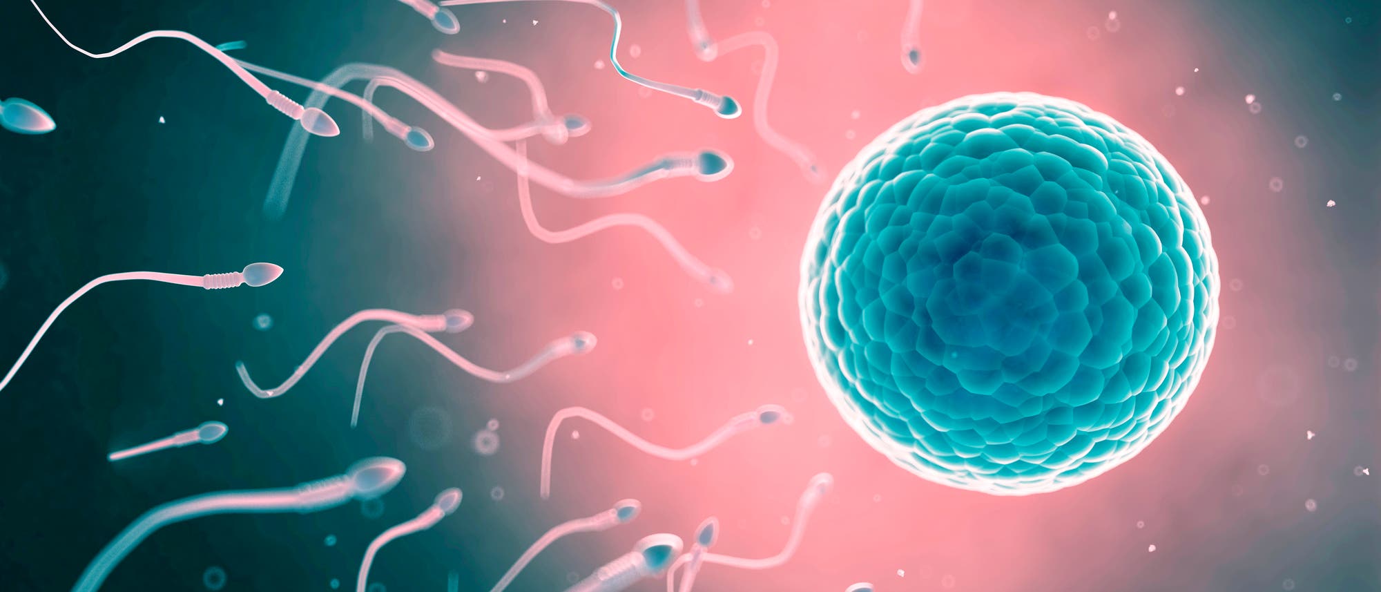 Schematische Darstellung der Befruchtung: Mehrere Spermien schwimmen auf eine große Eizelle zu, die zentral im Bild platziert ist. Die Eizelle leuchtet in einem hellen Blau, während der Hintergrund in dunklen Tönen gehalten ist. Dieses Bild veranschaulicht den Prozess der menschlichen Fortpflanzung.