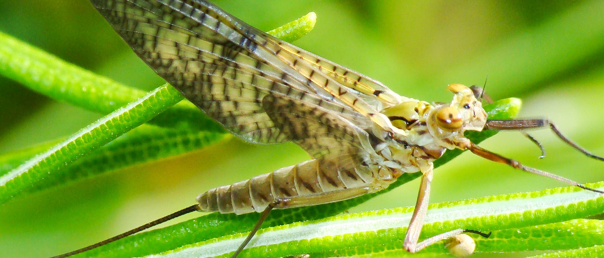 Eine Nahaufnahme einer Eintagsfliege, die auf einem gr&uuml;nen Blatt sitzt. Die Fliege hat durchscheinende, gemusterte Fl&uuml;gel und einen schlanken K&ouml;rper. Die Umgebung ist unscharf, was den Fokus auf das Insekt lenkt.