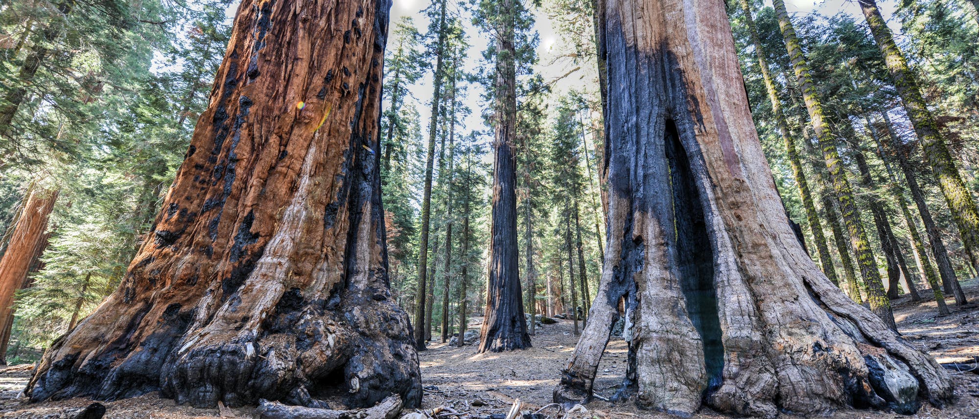 Ein Wald mit riesigen, alten Bäumen, die in die Höhe ragen. Die Baumstämme sind teilweise verkohlt, was auf vergangene Brände hindeutet. Der Boden ist mit Nadeln und Ästen bedeckt, und im Hintergrund sind weitere Bäume zu sehen. Die Szene vermittelt eine ruhige, natürliche Atmosphäre. Ein Wald mit riesigen, alten Bäumen, die in die Höhe ragen. Die Baumstämme sind teilweise verkohlt, was auf vergangene Brände hindeutet. Der Boden ist mit Nadeln und Ästen bedeckt, und im Hintergrund sind weitere Bäume zu sehen. Die Szene vermittelt eine ruhige, natürliche Atmosphäre.