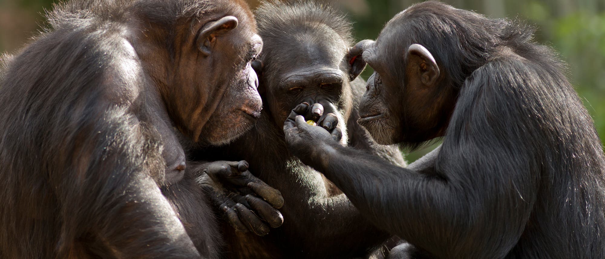 Drei Schimpansen sitzen zusammen