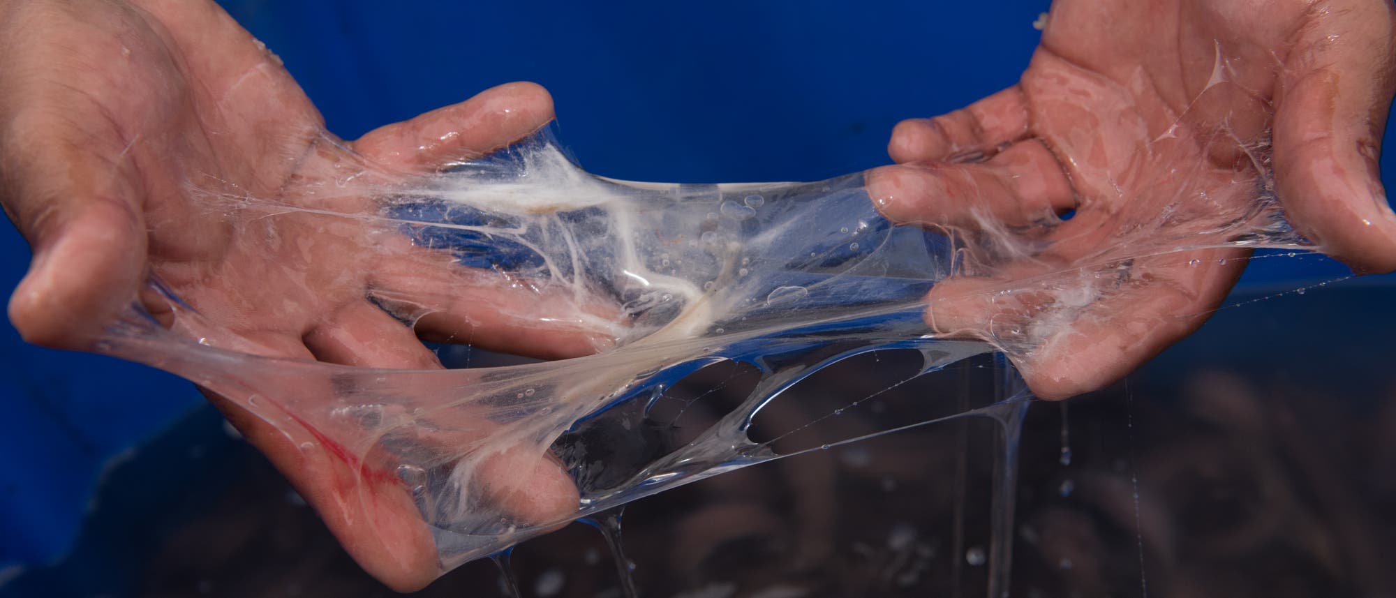Hände halten eine transparente, schleimige Substanz, die sich zwischen den Fingern dehnt. Der Hintergrund ist blau, möglicherweise ein Behälter mit Wasser. Die Szene zeigt die Textur und Konsistenz der Substanz. Hände halten eine transparente, schleimige Substanz, die sich zwischen den Fingern dehnt. Der Hintergrund ist blau, möglicherweise ein Behälter mit Wasser. Die Szene zeigt die Textur und Konsistenz der Substanz.