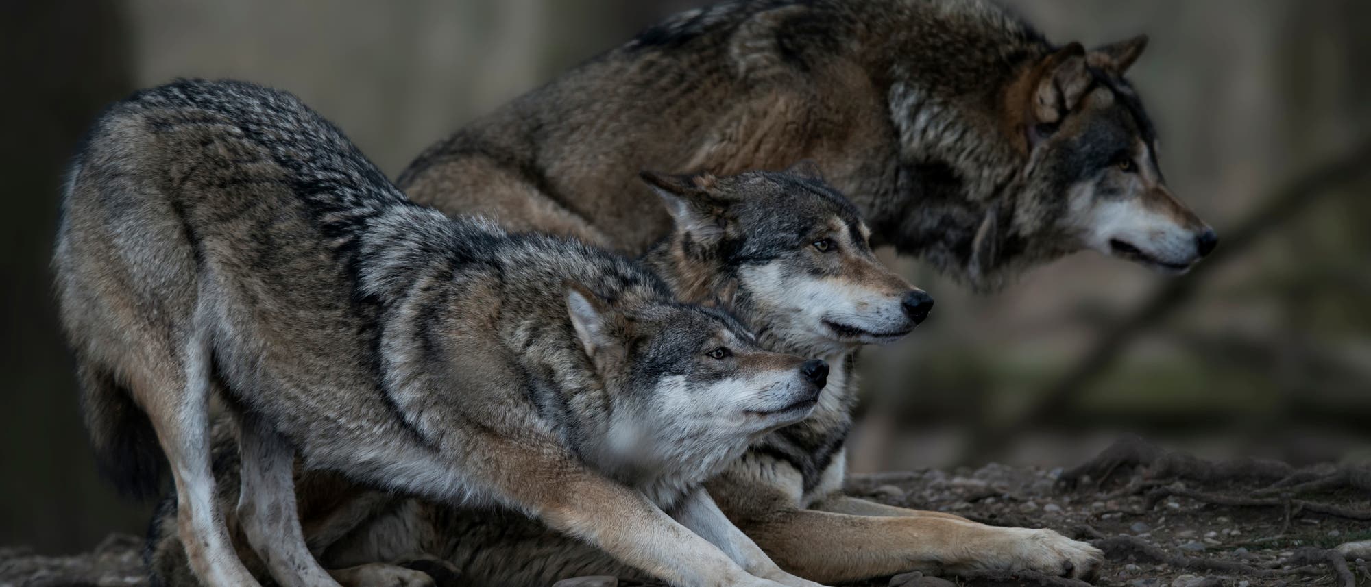Drei Wölfe stehen eng beieinander auf einem erdigen Boden. Sie blicken aufmerksam in dieselbe Richtung. Die Umgebung ist unscharf, was den Fokus auf die Tiere lenkt. Die Wölfe haben dichtes, graubraunes Fell mit markanten Mustern. Drei Wölfe stehen eng beieinander auf einem erdigen Boden. Sie blicken aufmerksam in dieselbe Richtung. Die Umgebung ist unscharf, was den Fokus auf die Tiere lenkt. Die Wölfe haben dichtes, graubraunes Fell mit markanten Mustern.