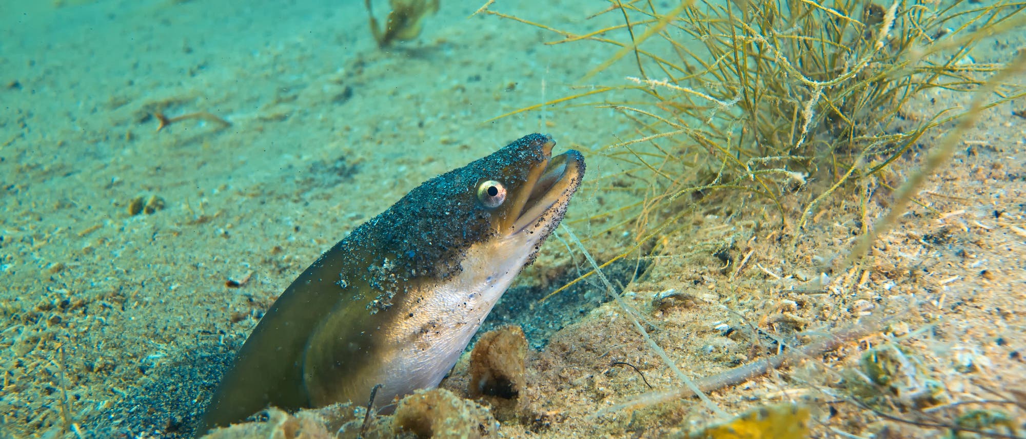 Am sandigen Grund des Helenesees in Brandenburg, dem Restloch eines Braunkohletagebaus, zeigt sich ein Exemplar des Europäischen Aals. Am sandigen Grund des Helenesees in Brandenburg, dem Restloch eines Braunkohletagebaus, zeigt sich ein Exemplar des Europäischen Aals.