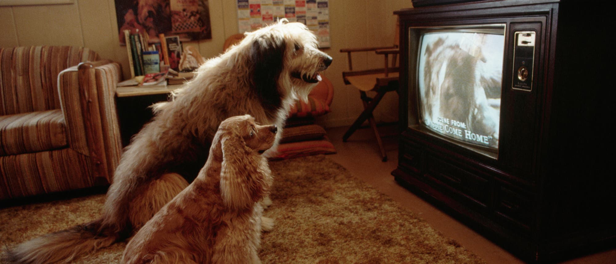 Zwei Hunde sitzen vor einem alten Röhrenfernseher und schauen aufmerksam auf den Bildschirm. Darauf zu sehen ist ein Hund in Nahaufnahme sowie der Text »Scene from: Lassie come Home«. Im Hintergrund sind ein Sofa, ein Sessel, ein Tisch mit Büchern sowie Bilder zu sehen.