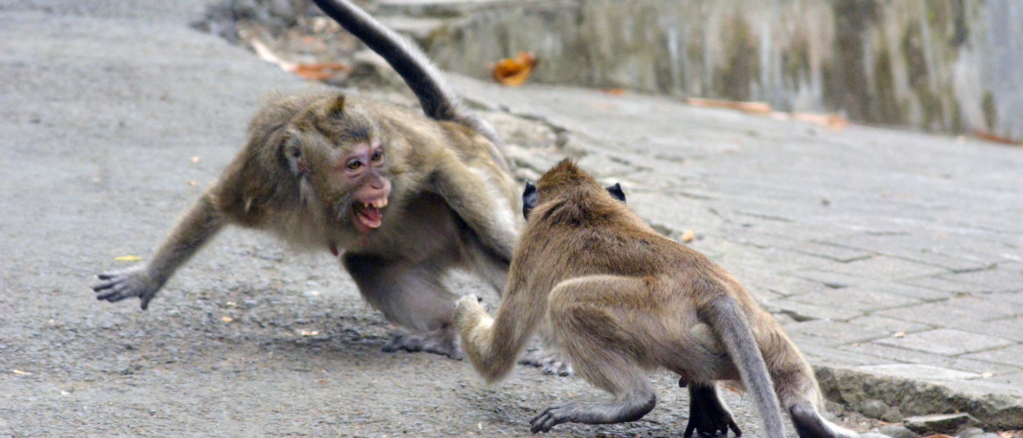 Zwei Affen auf einer asphaltierten Straße sind in eine aggressive Auseinandersetzung verwickelt. Der Affe links zeigt die Zähne und scheint zu schreien, während der Affe rechts in einer abwehrenden Haltung steht. Im Hintergrund sind unscharfe Pflastersteine und ein Bordstein zu sehen. Die Szene vermittelt eine dynamische und angespannte Stimmung.