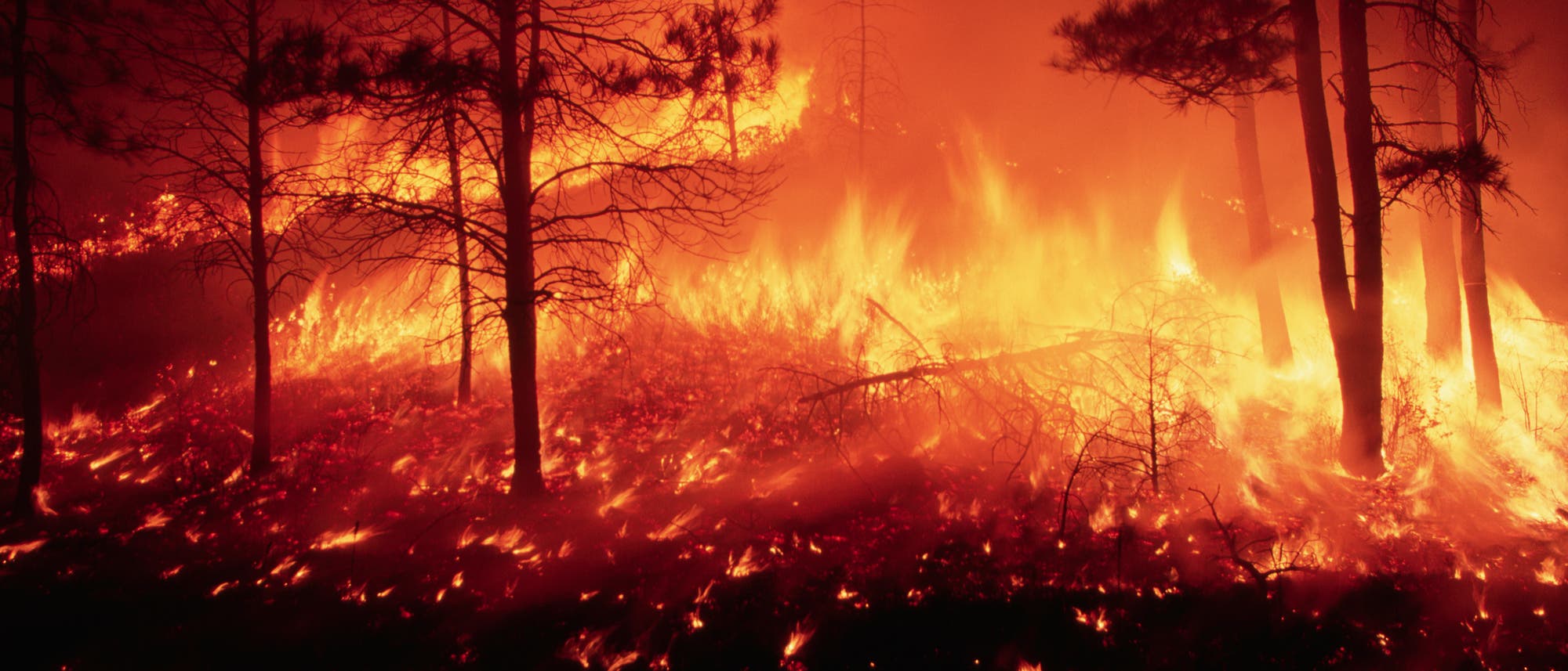 Ein intensives Waldfeuer breitet sich durch einen dichten Wald aus. Die Flammen lodern hoch und beleuchten die Bäume, während Rauch den Himmel verdunkelt. Die Szene zeigt die zerstörerische Kraft des Feuers in der Natur. Ein intensives Waldfeuer breitet sich durch einen dichten Wald aus. Die Flammen lodern hoch und beleuchten die Bäume, während Rauch den Himmel verdunkelt. Die Szene zeigt die zerstörerische Kraft des Feuers in der Natur.