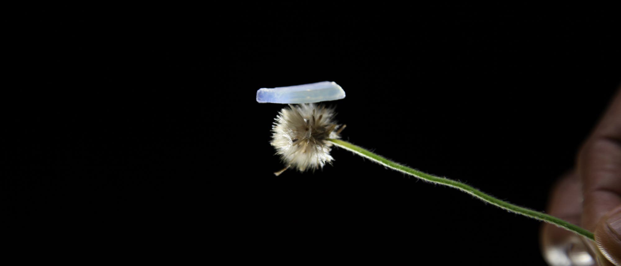 Eine Hand hält einen dünnen Pflanzenstängel mit einer flauschigen, kugelförmigen Blüte. Auf der Blüte balanciert ein kleiner, länglicher, durchscheinender Gegenstand. Der Hintergrund ist dunkel, wodurch die Pflanze und der Gegenstand hervorgehoben werden.