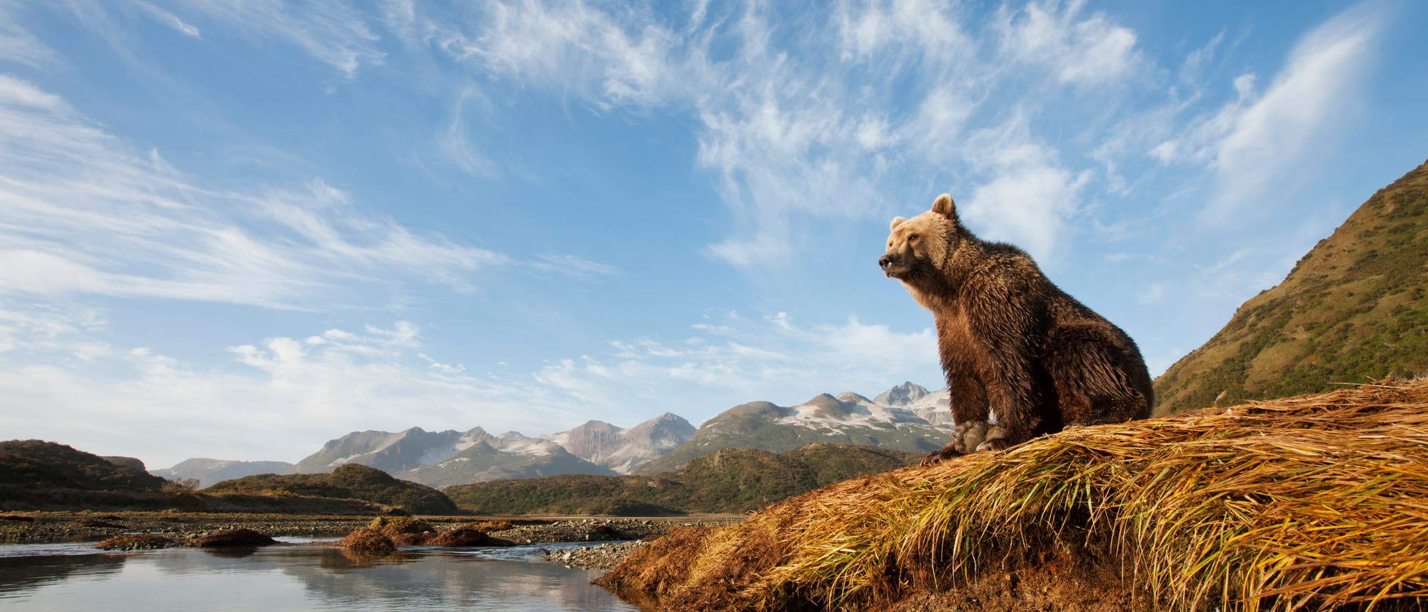 Ein Grizzlybär sitzt auf einer grasbewachsenen Böschung am Ufer eines ruhigen Flusses. Im Hintergrund erstreckt sich eine Berglandschaft unter einem klaren blauen Himmel mit leichten Wolken.