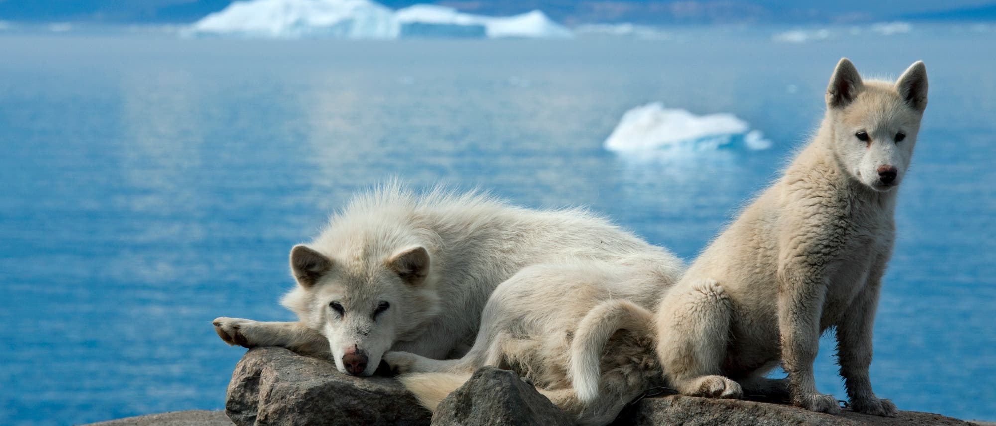 Zwei weiße Grönlandhunde ruhen auf einem felsigen Vorsprung mit Blick auf das Meer. Im Hintergrund sind Eisberge im blauen Wasser zu sehen, der Himmel ist bewölkt. Beide Hunde schauen direkt in die Kamera, der ältere liegende Hund wirkt entspannt, während der junge Hund aufmerksam blickt.