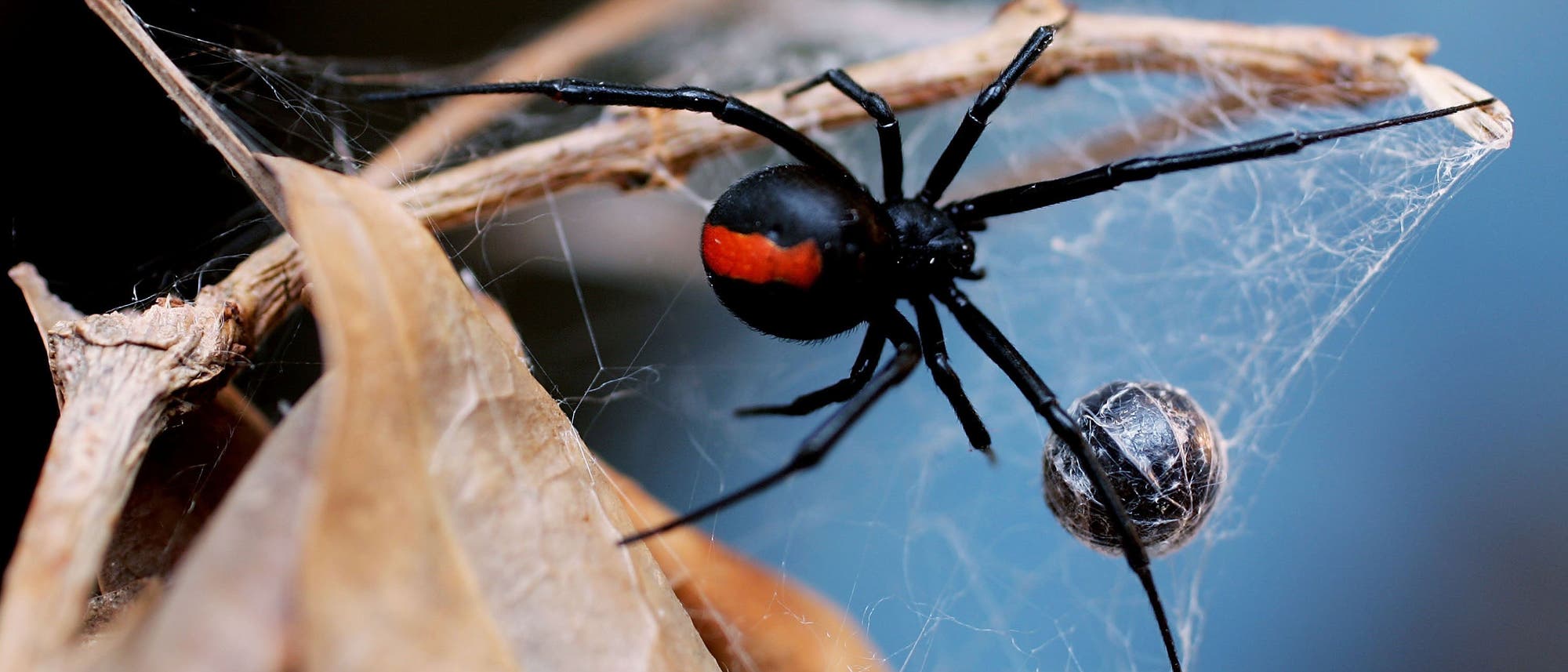 Eine schwarze Spinne mit einem markanten roten Streifen auf ihrem Rücken sitzt auf einem Netz, das zwischen trockenen Blättern gespannt ist. Die Spinne ist in einer natürlichen Umgebung zu sehen, die Details des Netzes und der Blätter sind deutlich erkennbar. Der Hintergrund ist unscharf, was den Fokus auf die Spinne und ihr Netz lenkt. Eine schwarze Spinne mit einem markanten roten Streifen auf ihrem Rücken sitzt auf einem Netz, das zwischen trockenen Blättern gespannt ist. Die Spinne ist in einer natürlichen Umgebung zu sehen, die Details des Netzes und der Blätter sind deutlich erkennbar. Der Hintergrund ist unscharf, was den Fokus auf die Spinne und ihr Netz lenkt.