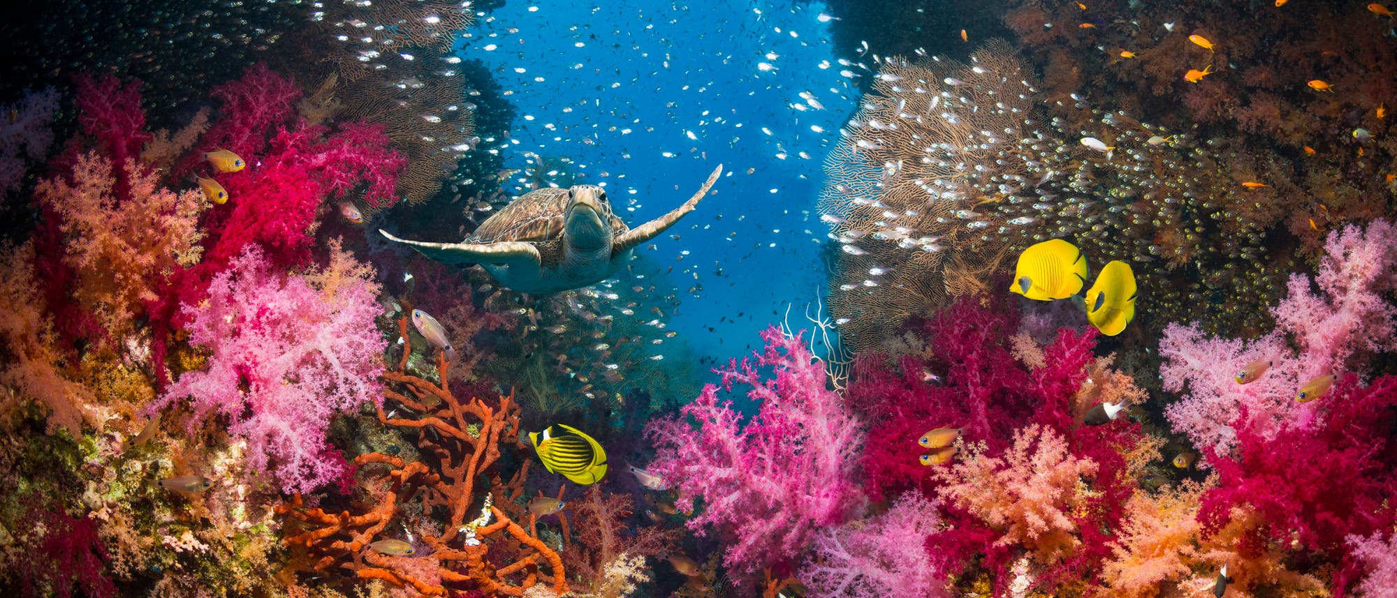 Eine Meeresschildkröte schwimmt durch ein lebendiges Korallenriff, umgeben von bunten Fischen und Korallen in Pink, Rot und Orange. Im Hintergrund sind zahlreiche kleine Fische zu sehen, die im blauen Wasser schwimmen. Die Szene vermittelt die Vielfalt und Schönheit des Meereslebens.