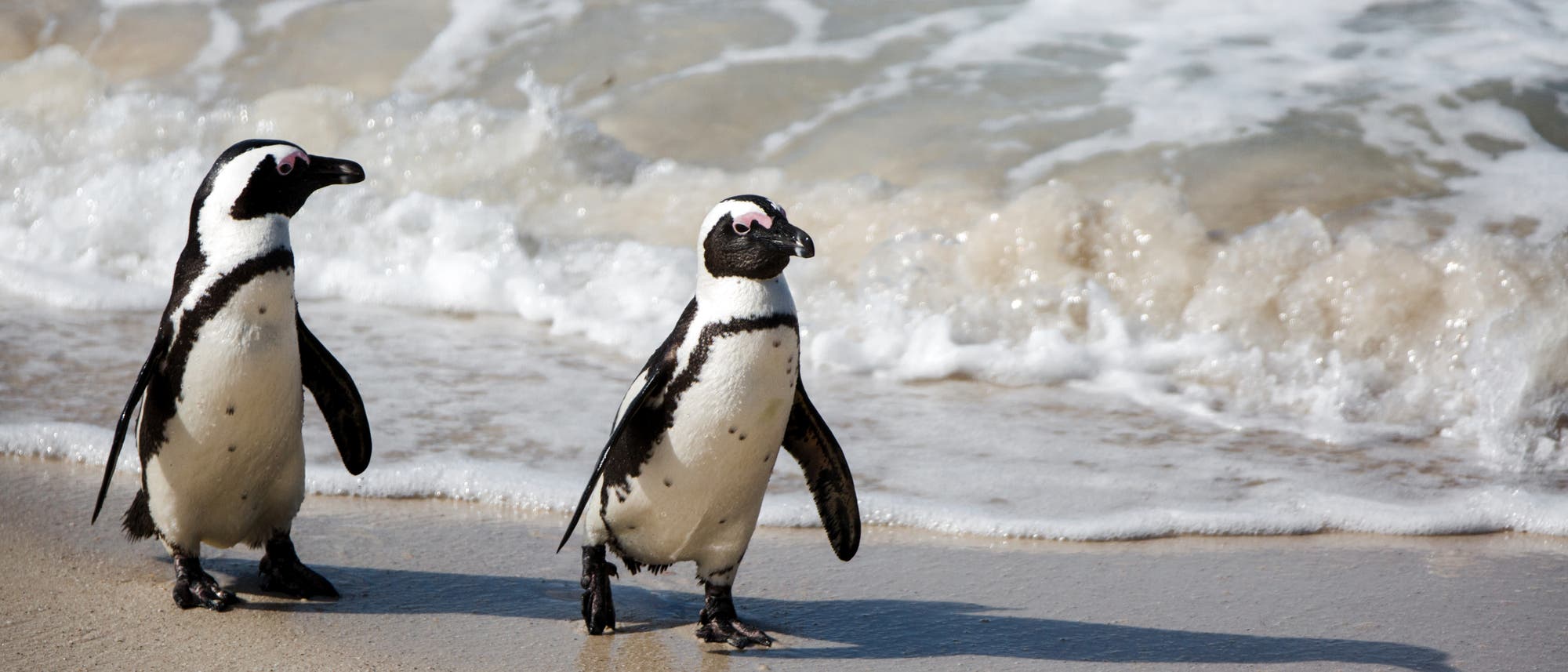 Zwei Pinguine spazieren am Strand entlang, w&auml;hrend im Hintergrund die Wellen des Meeres sanft an den Sand schlagen. Die Szene zeigt die nat&uuml;rliche Umgebung der Pinguine und vermittelt ein Gef&uuml;hl von Ruhe und Freiheit.