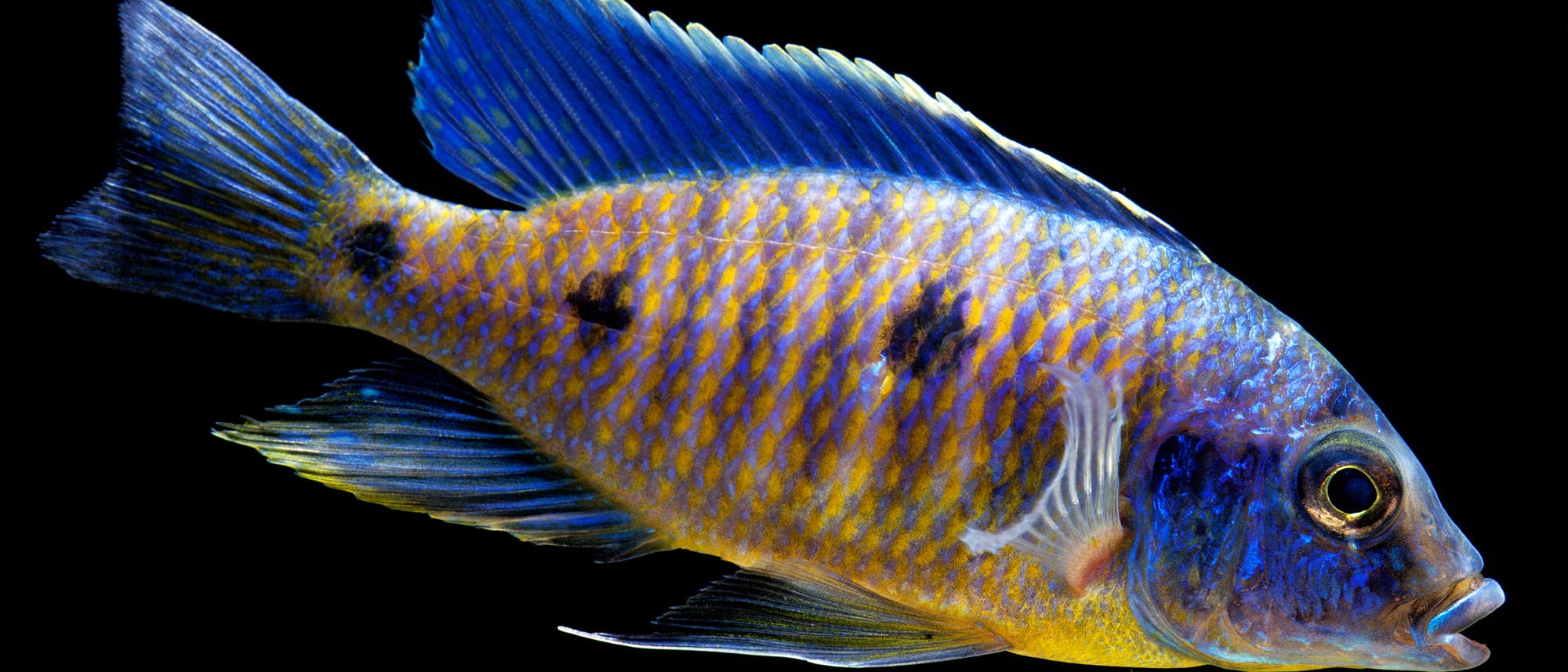 Ein leuchtend bunter Buntbarsch schwimmt vor einem schwarzen Hintergrund. Der Fisch hat markante blaue Flossen und einen gelben Körper mit blauen Streifen und 3 dunklen Flecken entlang des Körpers. Keine Menschen oder Text im Bild.