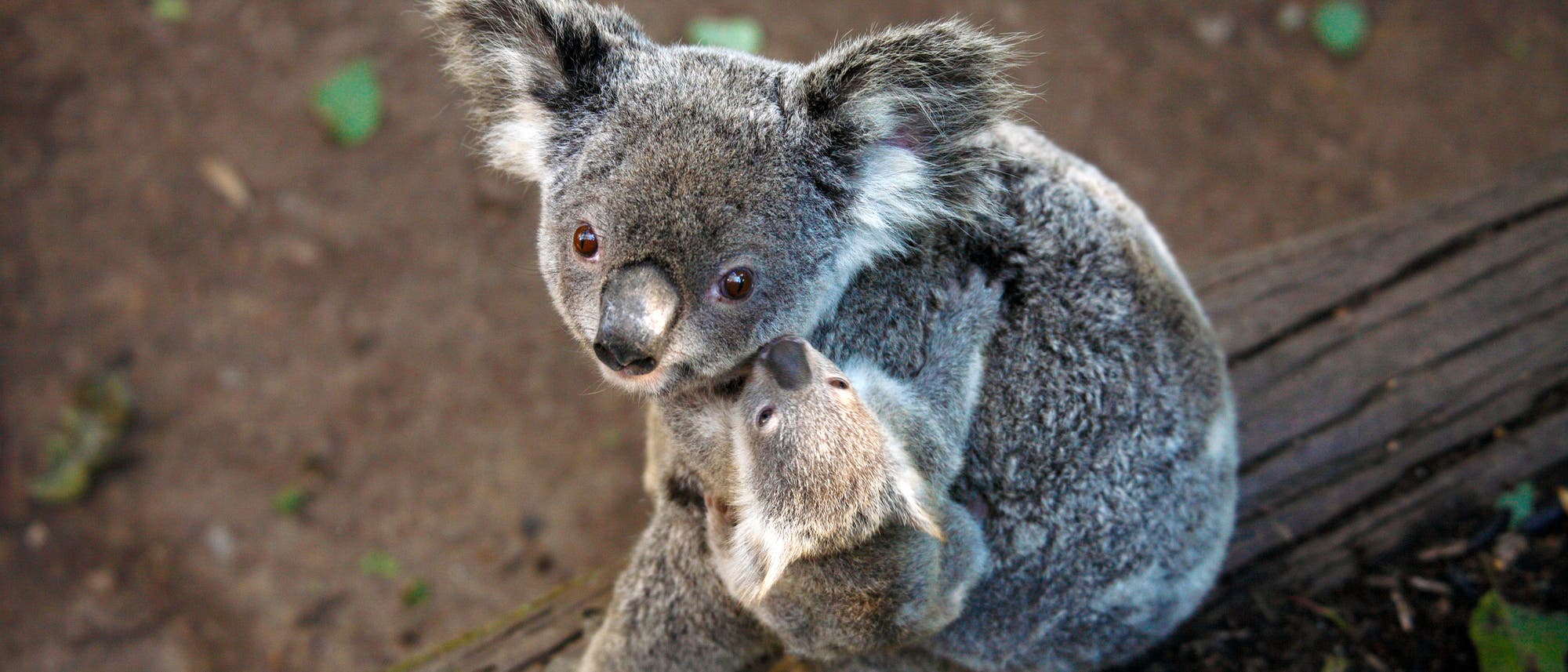 Ein Koala sitzt auf einem Baumstamm und hält ein Junges im Arm. Beide blicken nach oben. Der Hintergrund ist erdig mit einigen grünen Blättern verstreut. Ein Koala sitzt auf einem Baumstamm und hält ein Junges im Arm. Beide blicken nach oben. Der Hintergrund ist erdig mit einigen grünen Blättern verstreut.