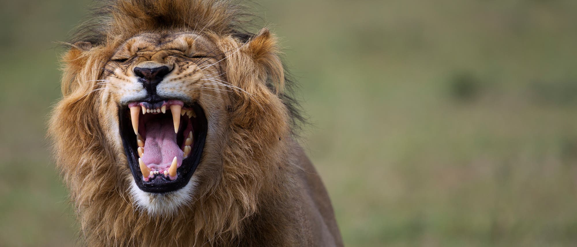 Ein Löwe mit einer prächtigen Mähne steht im Vordergrund und brüllt, wobei seine Zähne und Zunge deutlich sichtbar sind. Der Hintergrund ist unscharf und zeigt eine grasbewachsene Landschaft.
