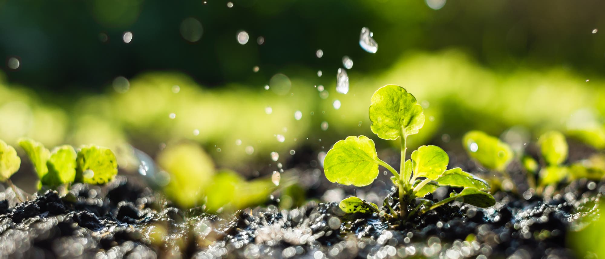 Eine Nahaufnahme eines kleinen, gr&uuml;nen Pflanzensprosses, der aus feuchter Erde w&auml;chst. Wassertropfen fallen auf die Pflanze und den Boden, was auf eine Bew&auml;sserung oder einen leichten Regen hindeutet. Im Hintergrund sind weitere unscharfe Pflanzen zu sehen, die eine nat&uuml;rliche Umgebung andeuten. Die Szene ist in warmes Sonnenlicht getaucht, was ein Gef&uuml;hl von Wachstum und Frische vermittelt.