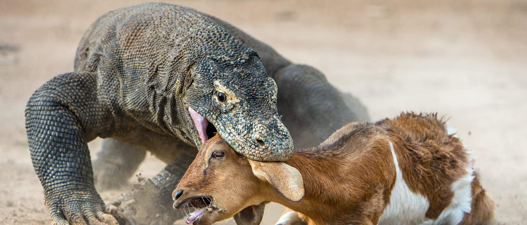 Ein grauer Komodowaran beißt in den Kopf einer braunweißen Ziege, der diese Attacke überhaupt nicht gefällt.