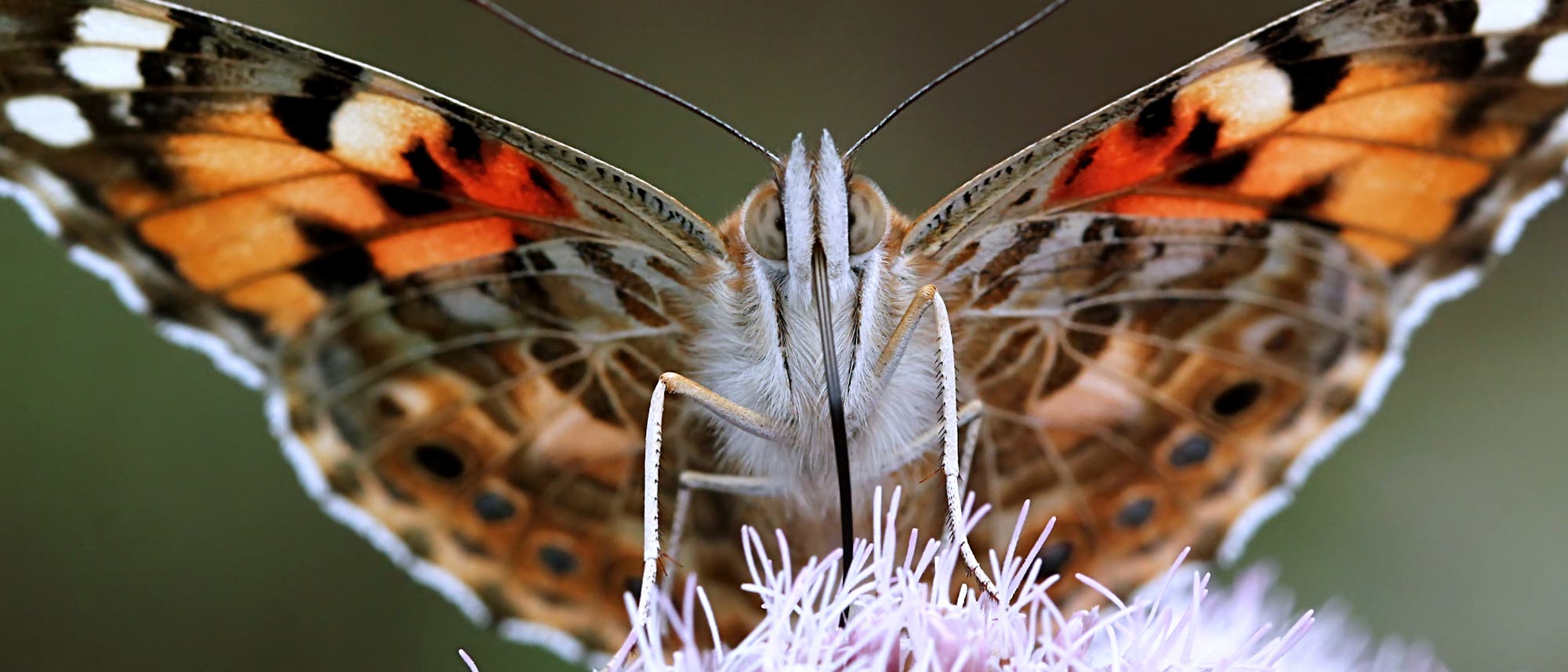Ein Schmetterling mit orange, schwarz und weiß gemusterten Flügeln sitzt auf einer lila Blüte. Die Flügel sind symmetrisch ausgebreitet, und die feinen Details der Flügelstruktur sind sichtbar. Der Hintergrund ist unscharf, was den Fokus auf den Schmetterling lenkt. Ein Schmetterling mit orange, schwarz und weiß gemusterten Flügeln sitzt auf einer lila Blüte. Die Flügel sind symmetrisch ausgebreitet, und die feinen Details der Flügelstruktur sind sichtbar. Der Hintergrund ist unscharf, was den Fokus auf den Schmetterling lenkt.