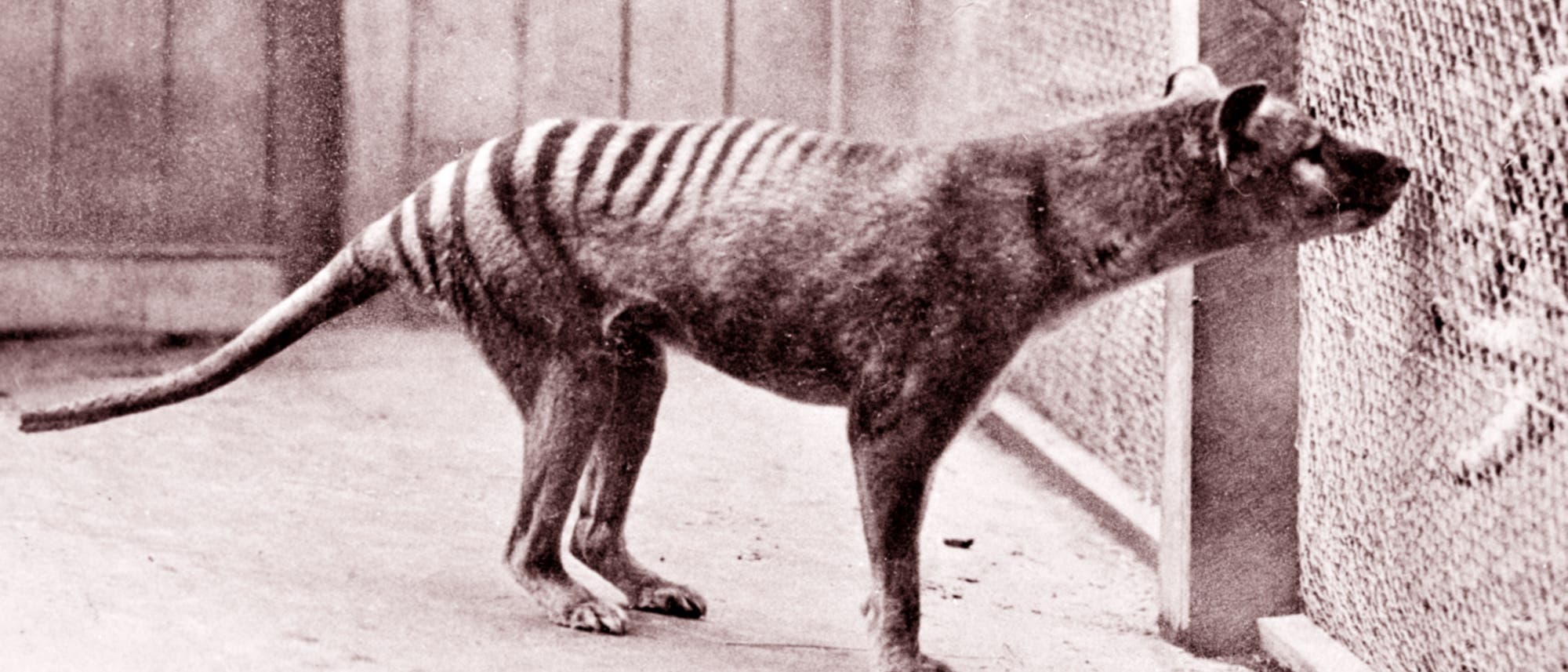 Schwarz-weiß-Foto eines Tasmanischen Tigers, der in einem Gehege steht und durch einen Maschendrahtzaun blickt. Der Hintergrund zeigt Holztüren und einen Betonboden. Schwarz-weiß-Foto eines Tasmanischen Tigers, der in einem Gehege steht und durch einen Maschendrahtzaun blickt. Der Hintergrund zeigt Holztüren und einen Betonboden.