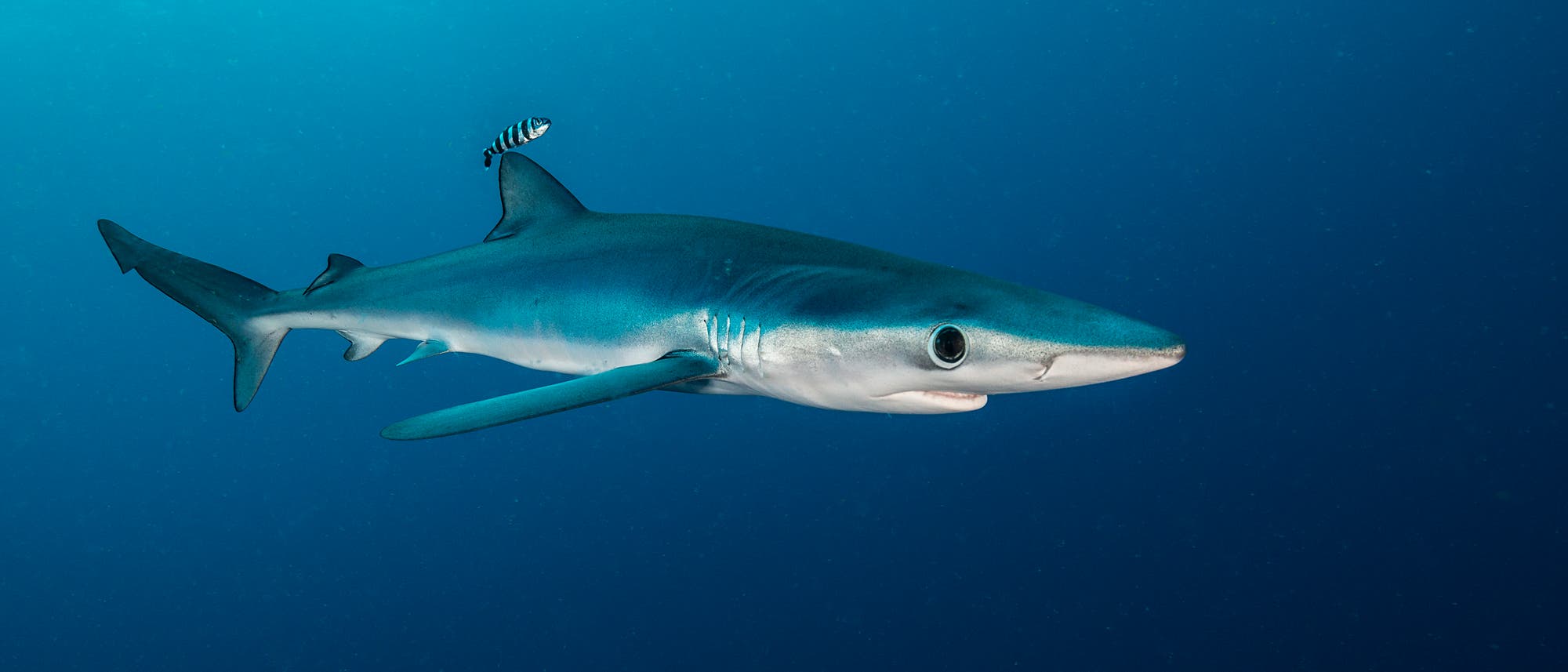 Ein Blauhai schwimmt in tiefem, blauem Wasser. Ein kleiner, schwarz-weiß gestreifter Lotsenfisch schwimmt über dem Rücken des Hais. 