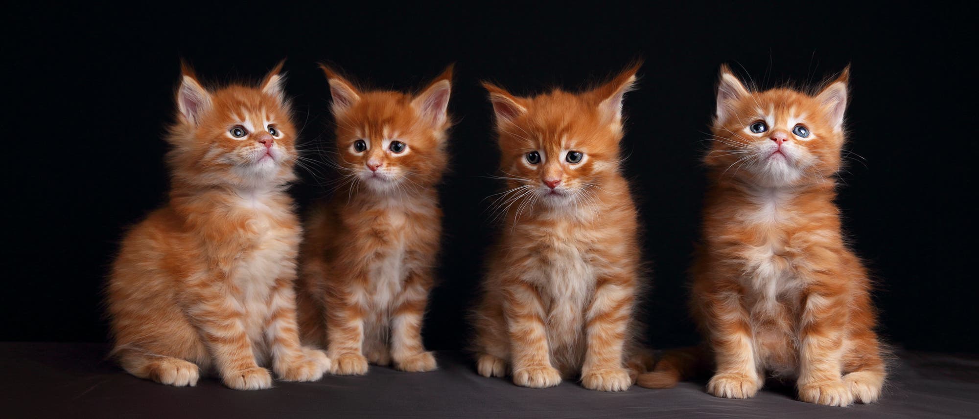 Vier wahnsinnig süße kleine rote Langhaar-Katzenbabies, super niedlich, sitzen vor dunklem Hintergrund.