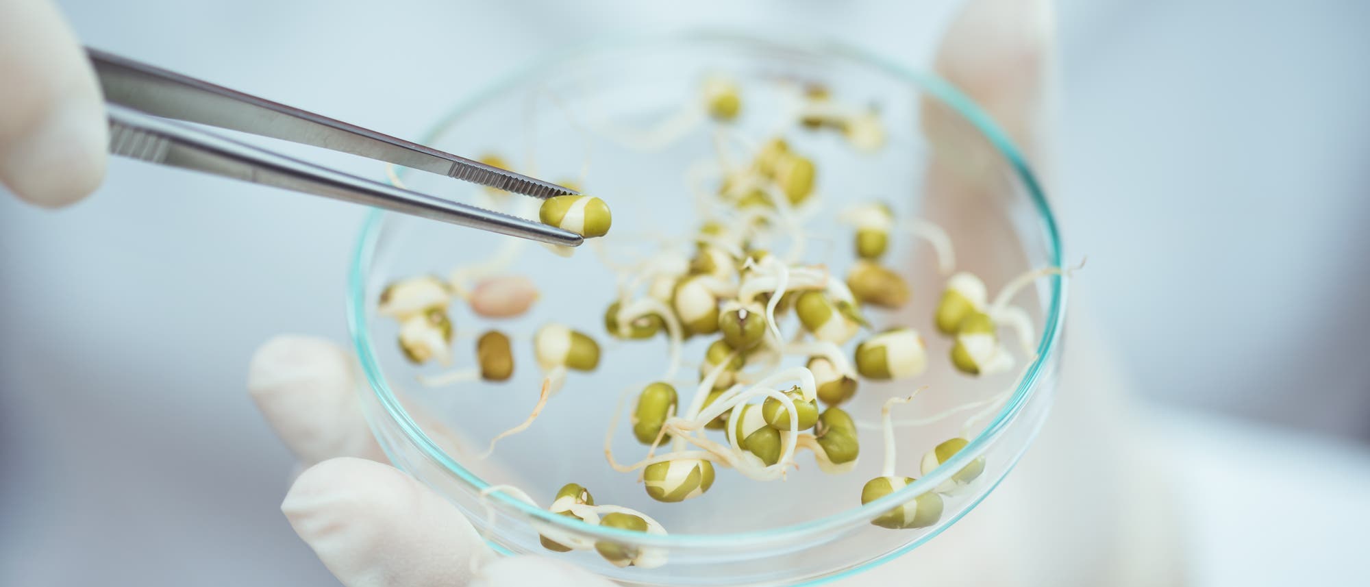 Eine Person in einem weißen Laborkittel hält eine Petrischale mit gekeimten Samen in der linken Hand. Mit einer Pinzette wird ein einzelner Spross aus der Schale entnommen. Die Person trägt weiße Handschuhe, was auf eine Laborumgebung hinweist. Die Szene vermittelt den Prozess der Untersuchung oder Kultivierung von Keimlingen.