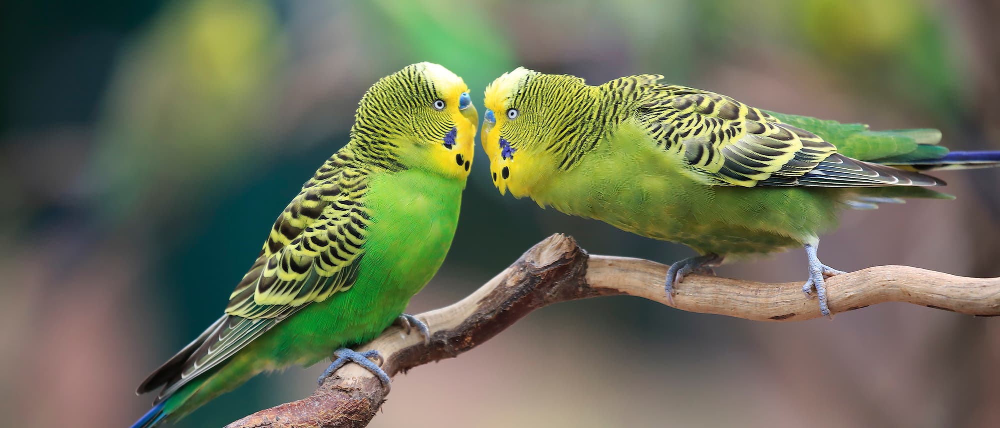 Zwei gr&uuml;ne Wellensittiche sitzen auf einem Ast und ber&uuml;hren sich mit den Schn&auml;beln. Der Hintergrund ist unscharf und zeigt gr&uuml;ne und braune Farbt&ouml;ne. Die V&ouml;gel haben gelbe K&ouml;pfe mit schwarzen Streifen und blaue Flecken an den Wangen.