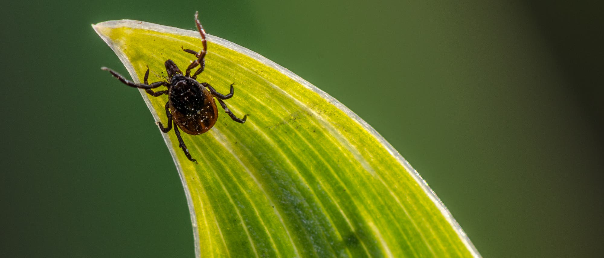 Makroaufnahme: eine Zecke sitzt auf einem spitz zulaufenden Blatt in der Natur, der Hintergrund ist unscharf grün.