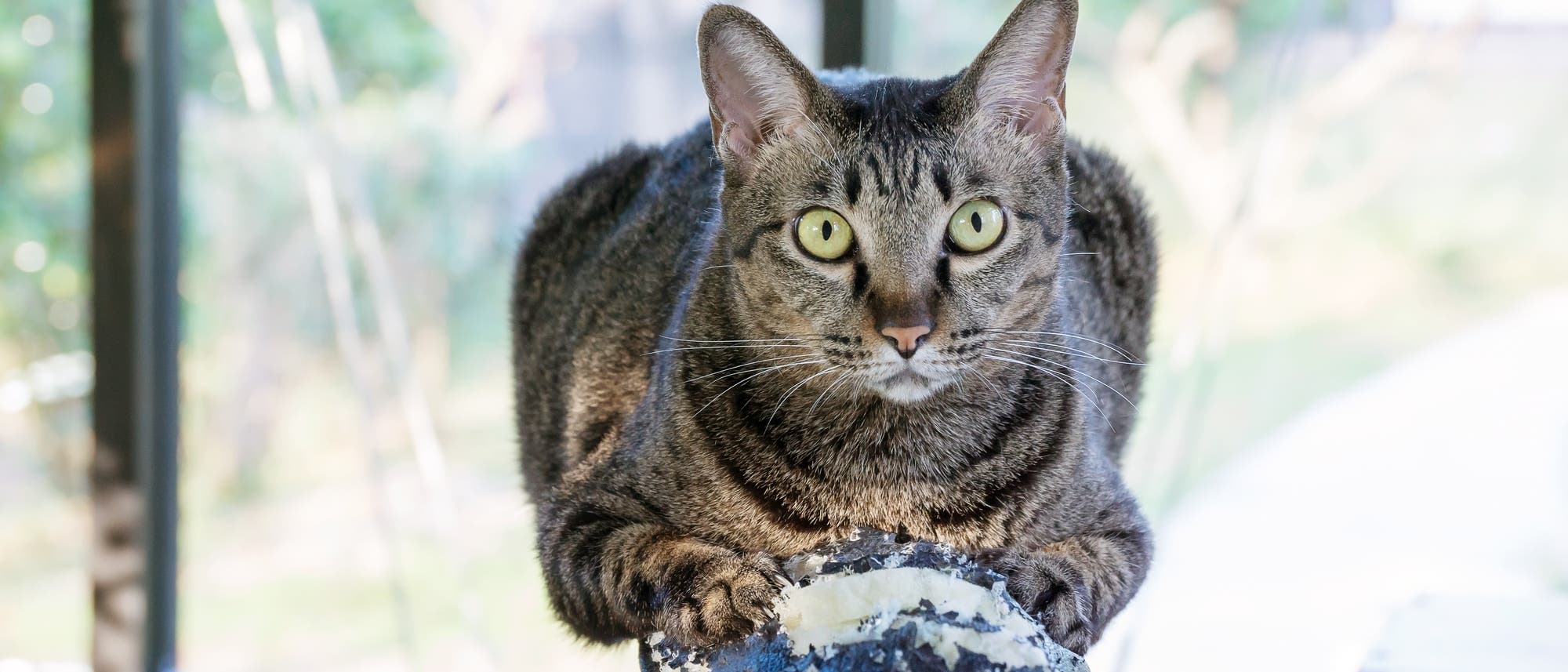 Grau gestreifte Katze liegt auf einem Ledersofa, das sie stark zerkratzt hat