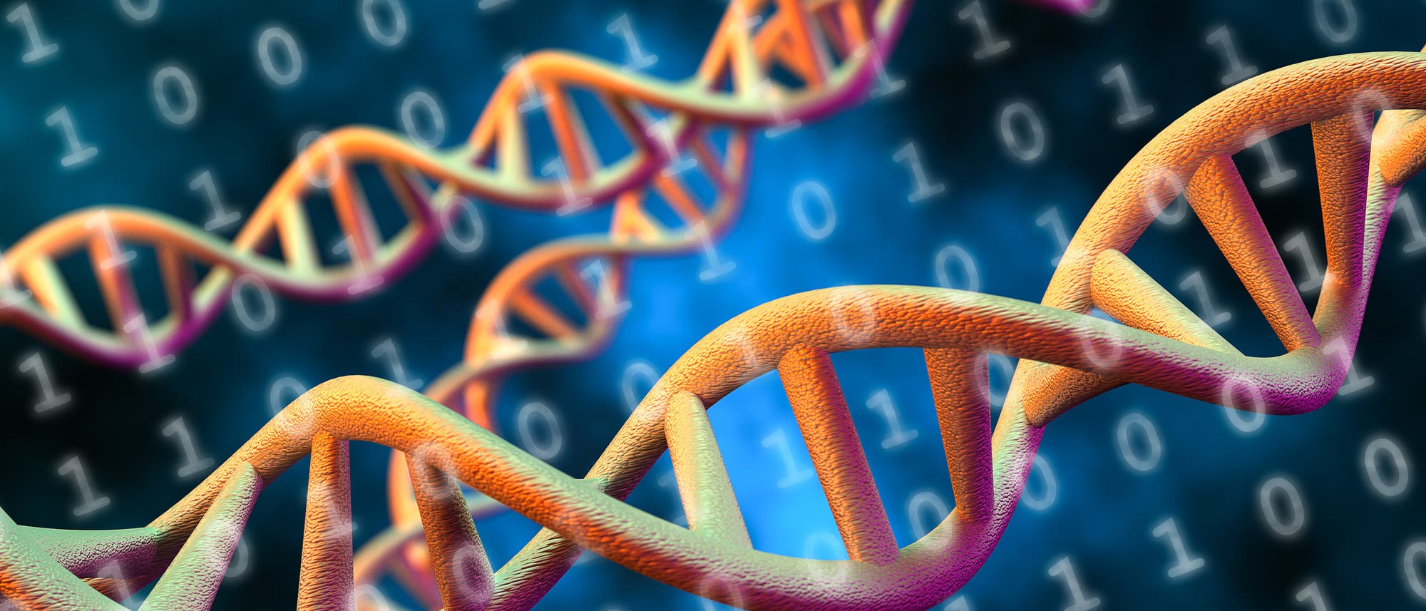 3-D-Darstellung von DNA-Doppelhelixen, die in warmen Farben dargestellt sind. Aud dem bläulich-dunklen Hintergrund sind binäre Zahlen (0 und 1) sichtbar, die auf die Verbindung von Genetik und Datenverarbeitung hinweisen. Die Szene vermittelt ein Gefühl von Wissenschaft und Technologie.