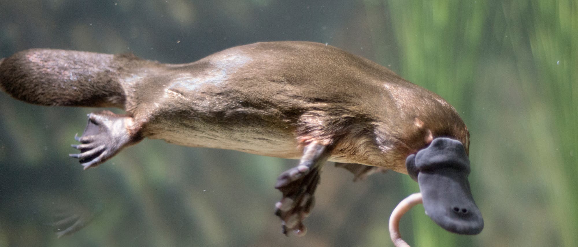 Ein Schnabeltier schwimmt unter Wasser. Es hat einen charakteristischen breiten Schnabel und einen flachen Schwanz. Im Hintergrund sind verschwommene Wasserpflanzen zu sehen.