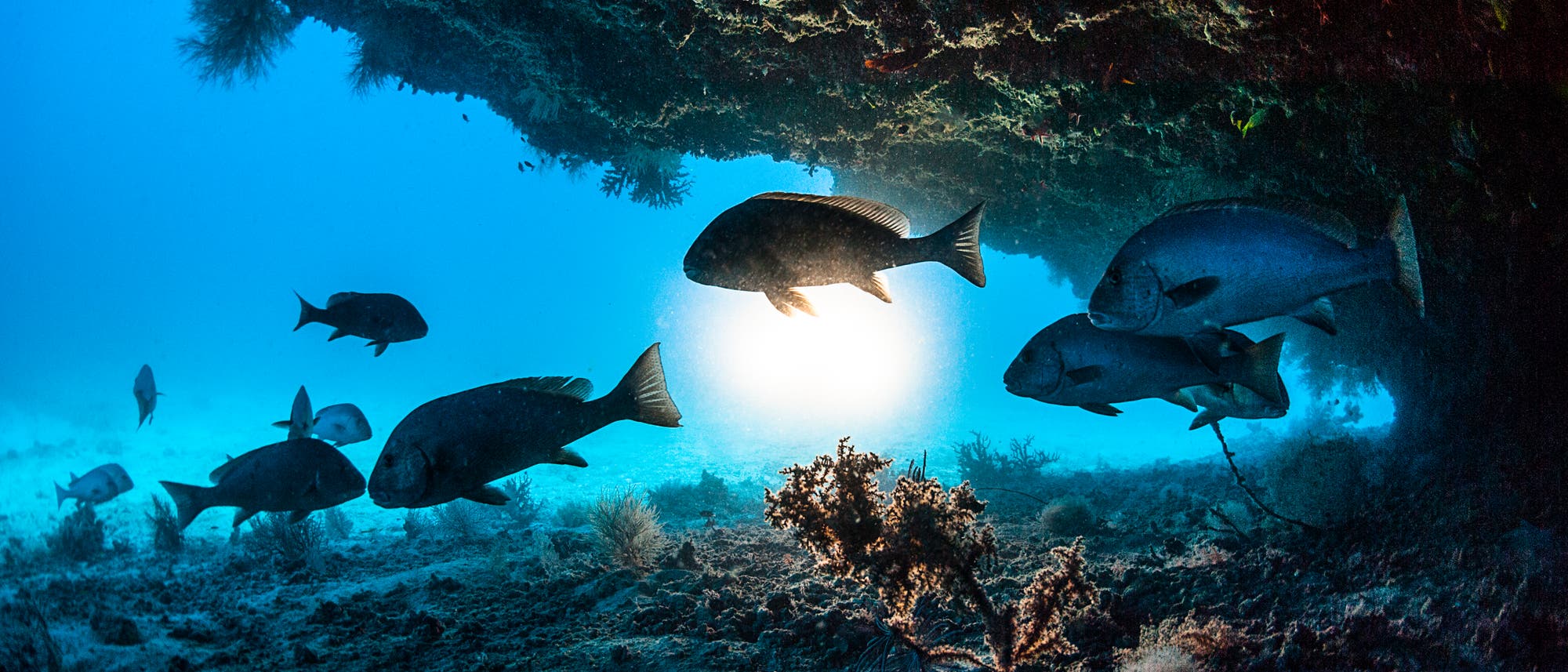 Unterwasseraufnahme einer Gruppe von Fischen, die unter einem Felsvorsprung schwimmen. Im Hintergrund ist das blaue Wasser des Ozeans zu sehen, durch das Sonnenlicht strahlt. Der Meeresboden ist mit Korallen und Algen bedeckt. Die Szene vermittelt ein Gefühl von Ruhe und natürlicher Schönheit. Unterwasseraufnahme einer Gruppe von Fischen, die unter einem Felsvorsprung schwimmen. Im Hintergrund ist das blaue Wasser des Ozeans zu sehen, durch das Sonnenlicht strahlt. Der Meeresboden ist mit Korallen und Algen bedeckt. Die Szene vermittelt ein Gefühl von Ruhe und natürlicher Schönheit.