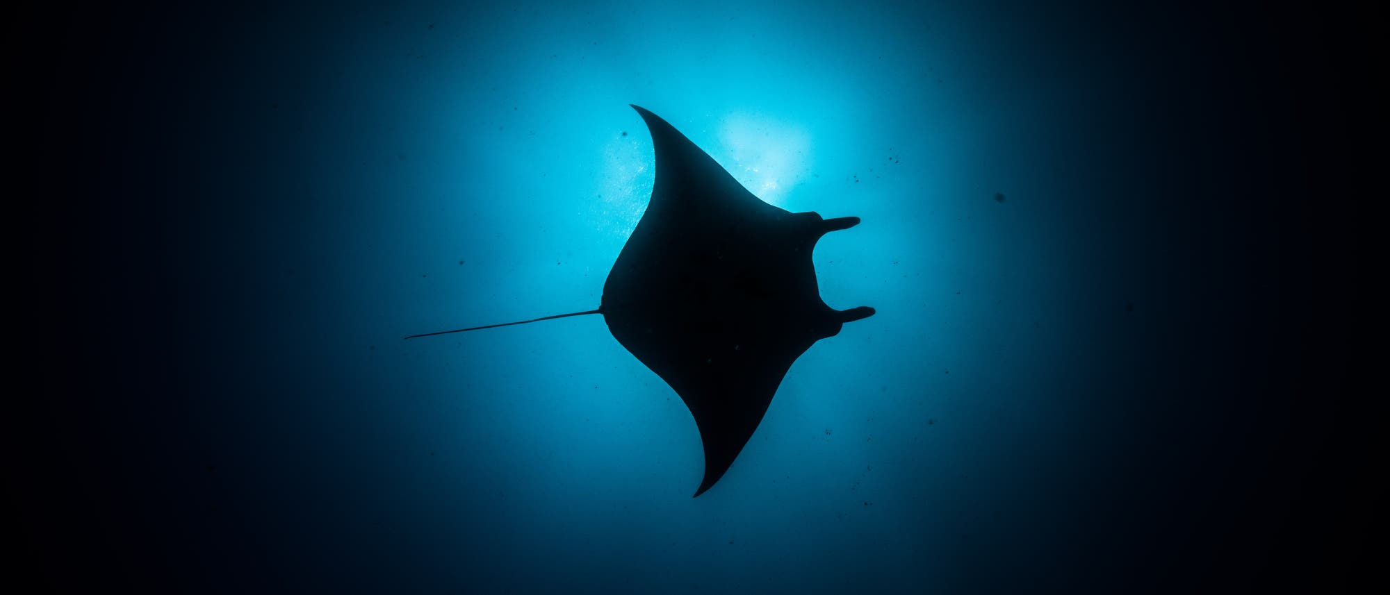 Ein Manta-Rochen schwimmt in der Dunkelheit des Ozeans, von unten betrachtet. Der Rochen ist als Silhouette vor einem leuchtend blauen Hintergrund sichtbar, der durch das Sonnenlicht entsteht, das durch das Wasser dringt. Die Flügel des Rochens sind weit ausgebreitet, und sein langer Schwanz ist deutlich zu erkennen. Die Szene vermittelt ein Gefühl von Ruhe und Weite. Ein Manta-Rochen schwimmt in der Dunkelheit des Ozeans, von unten betrachtet. Der Rochen ist als Silhouette vor einem leuchtend blauen Hintergrund sichtbar, der durch das Sonnenlicht entsteht, das durch das Wasser dringt. Die Flügel des Rochens sind weit ausgebreitet, und sein langer Schwanz ist deutlich zu erkennen. Die Szene vermittelt ein Gefühl von Ruhe und Weite.