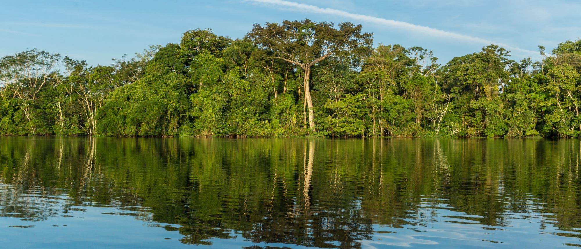 Eine ruhige Flusslandschaft mit üppigem, grünem Regenwald im Hintergrund. Die Bäume spiegeln sich im klaren Wasser, während der Himmel darüber blau und wolkenlos ist. Die Szene vermittelt eine friedliche und natürliche Atmosphäre.