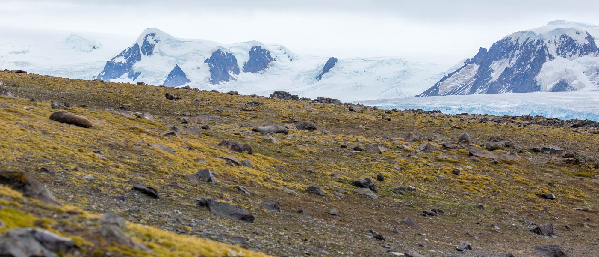 Blick über eine mit Moos bewachsene Fläche vor einem Gletscher.